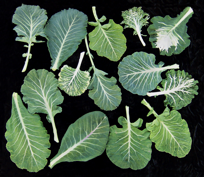 Brassica oleracea var. viridis (collards); samples of leaves from different Carolina collard landraces clearly show leaf variation.