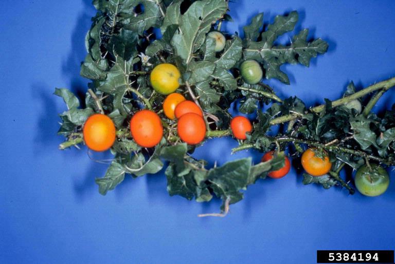 Solanum capsicoides - Cockroach Berry - Mata-cavalo (Solanaceae