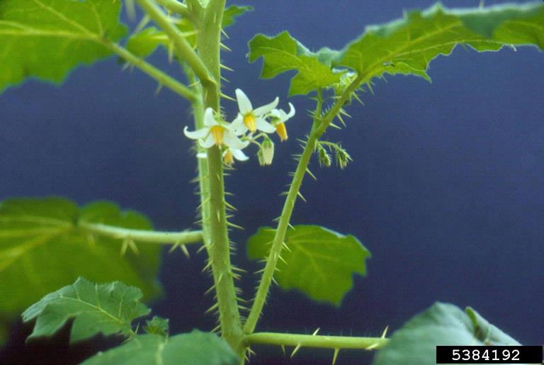 JOÁ VERMELHO (solanum ciliatum)