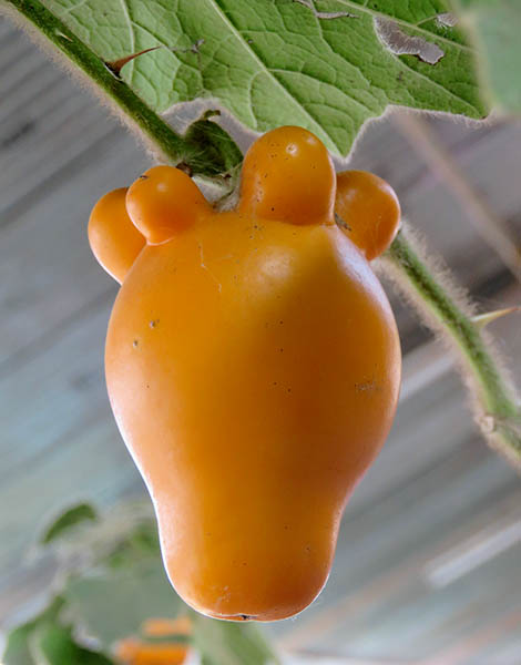 Solanum mammosum, nipple fruit, Foster Botanical Garden, H…