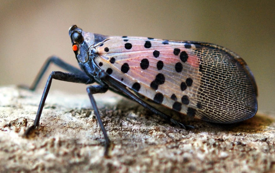 Lycorma delicatula (spotted lanternfly) | PlantwisePlus Knowledge Bank