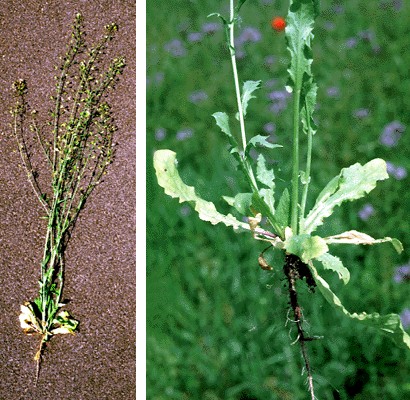 Stems erect, solitary or branched from the base; root a thin taproot, sometimes branched. Basal leaves petioled, oblanceolate with blunt tip, commonly deeply lobed, 15 x 4 cm, spread in rosette form; upper stem leaves smaller, 8 x 1.5 cm, alternate, sessile, clasping the stem with ear-like projections.The flowers are white in long terminal racemes with a pinkish or green calyx, a white corolla and four obovate petals of 2 mm length. The pod (silique) is flattened, triangular, notched at the apex and stalked. Each pod contains about 20 seeds attached to a thin membraneous septa. The seed is about 1 mm long, oblong, orange-yellow with a dull and punctured surface.