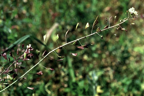 Flowers white in long terminal racemes with pinkish or green calyx and white corolla. Pod flattened, triangular, notched at the apex and stalked. 