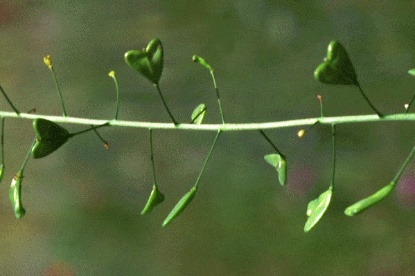 Pod (silique) flattened, triangular, notched at the apex and stalked. Each pod contains about 20 seeds attached to a thin membraneous septa. 