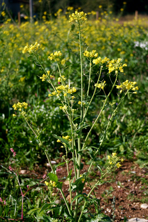 wild mustard plant