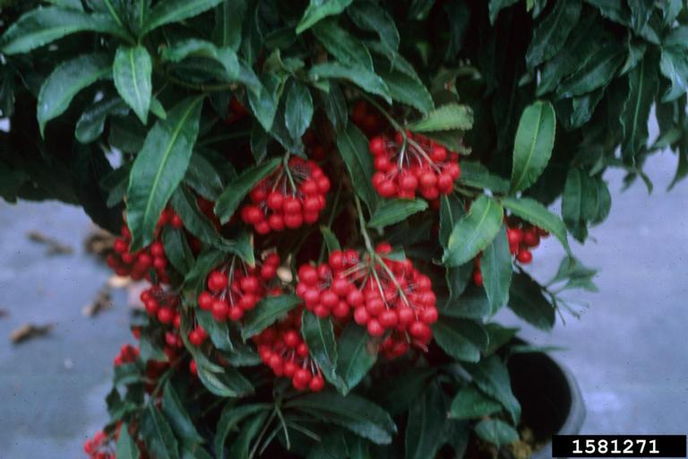 Coral Ardisia - University of Florida, Institute of Food and Agricultural  Sciences