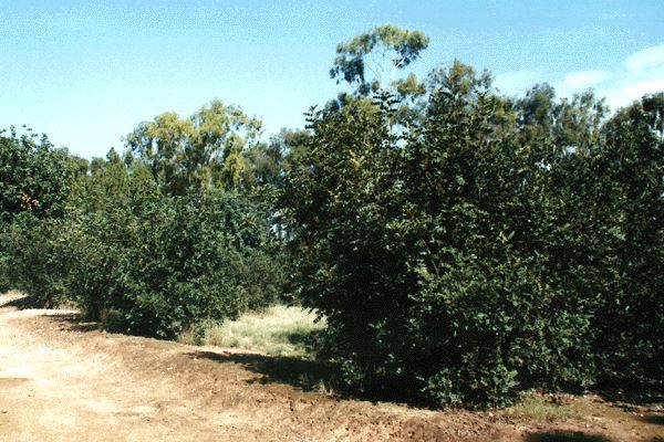 Ceratonia siliqua (locust bean); Small, bushy example.