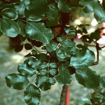 Ceratonia siliqua (locust bean); Leaves.
