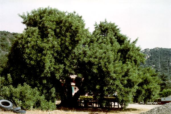 Ceratonia siliqua (locust bean); Habit.