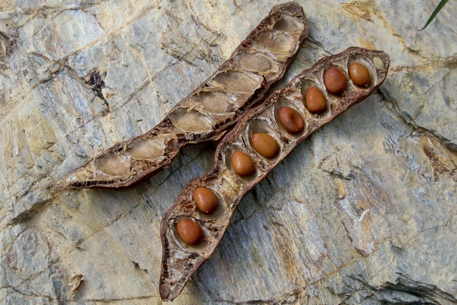 Ceratonia siliqua (locust bean); Opened beanpod with seeds. Malaga, Spain. November 2014.
