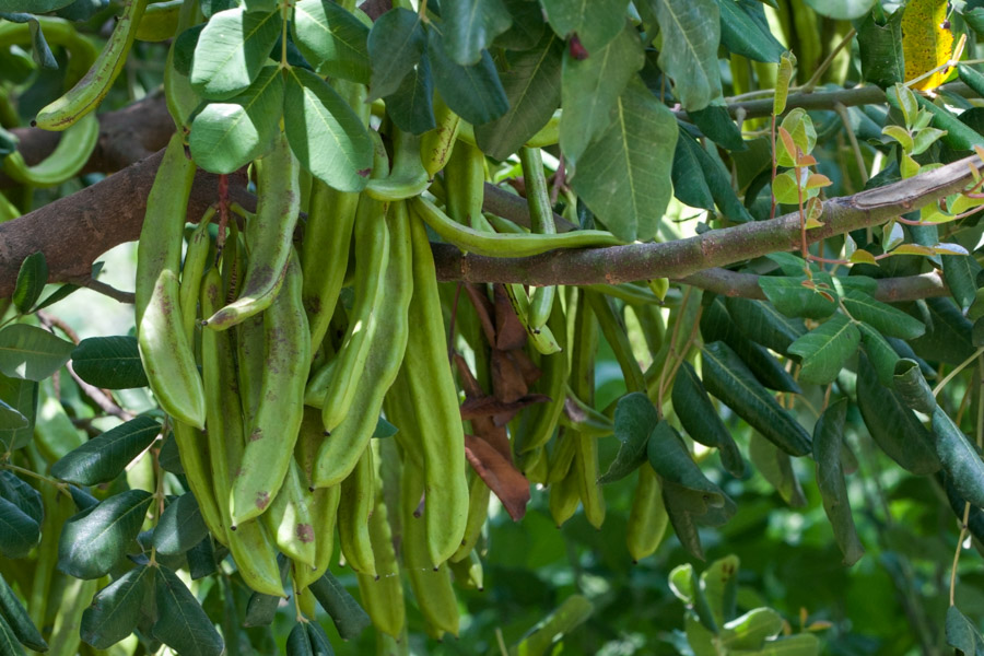 Ceratonia siliqua (locust bean); Ripening beans. Kayacı, Erdemli, Mersin, Turkey. July 2014.