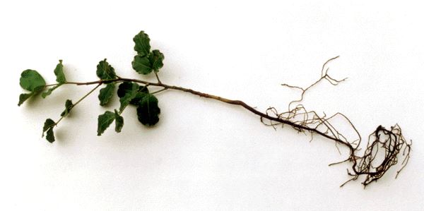 Ceratonia siliqua (locust bean); Entire seedling.