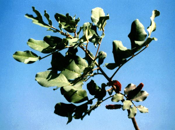 Ceratonia siliqua (locust bean); Branch and flowers.