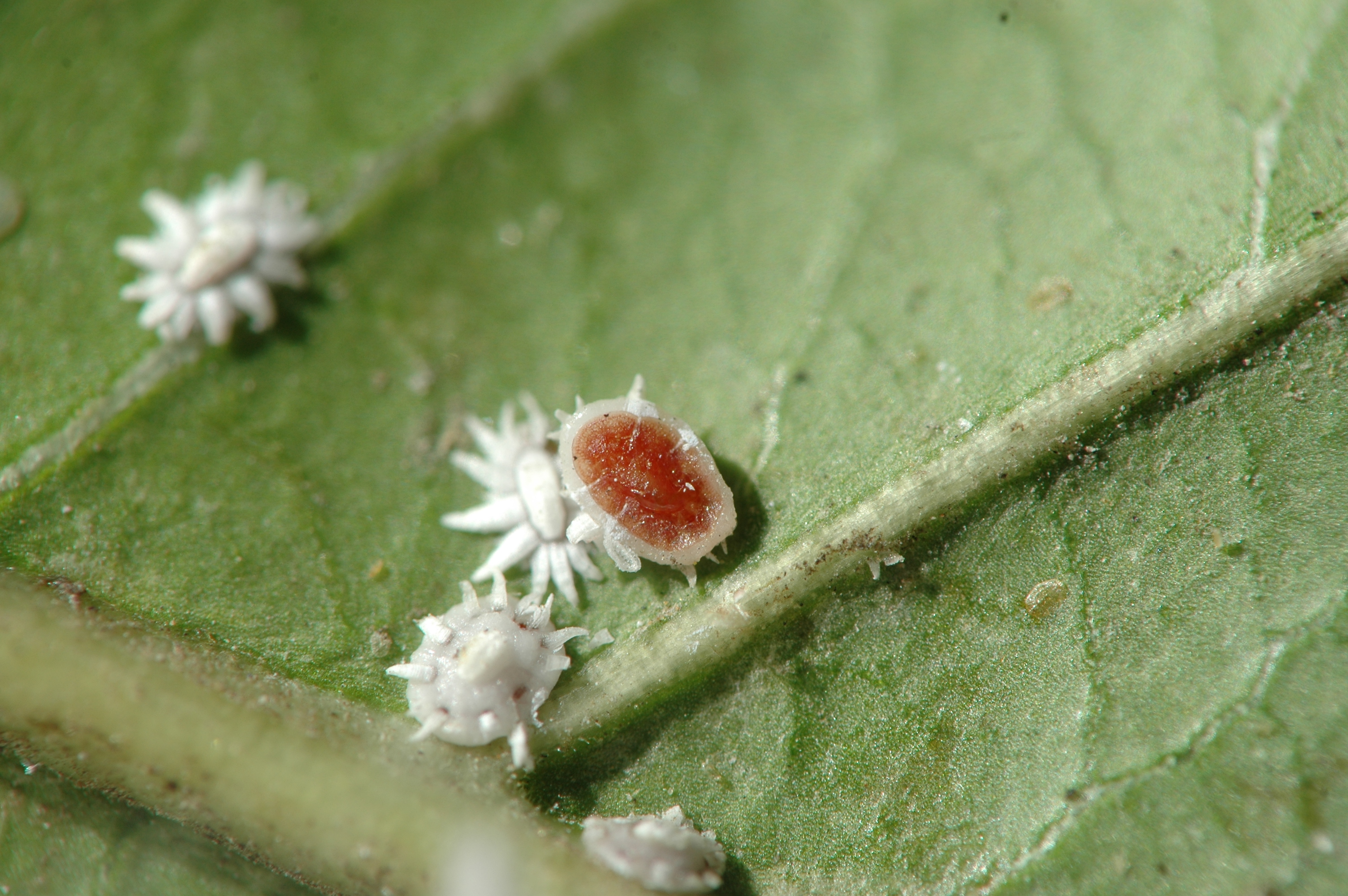 White Wax Scale