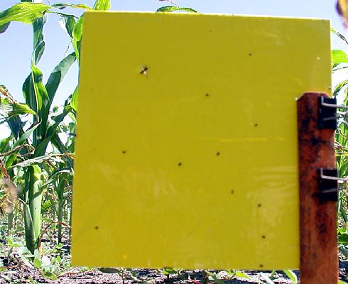 Yellow sticky traps - Anatis Bioprotection