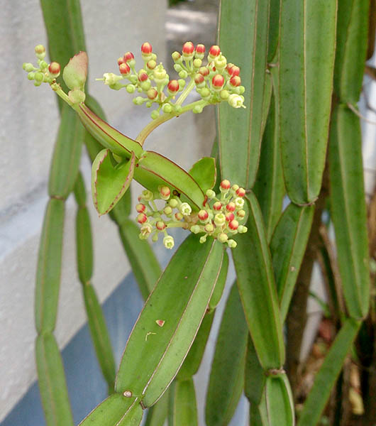 Cissus quadrangularis (treebine); habit. India, showing stems amd flowers. April 2014.