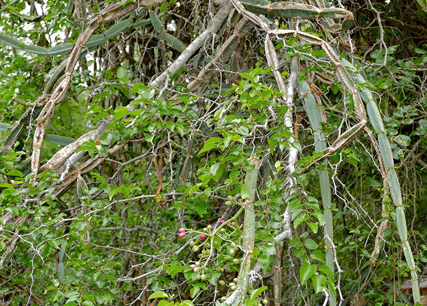 Cissus quadrangularis (treebine); habit, draped through a buffalo thorn tree (Ziziphus mucronata). Biyamiti Camp, Kruger NP, South Africa. January 2014.