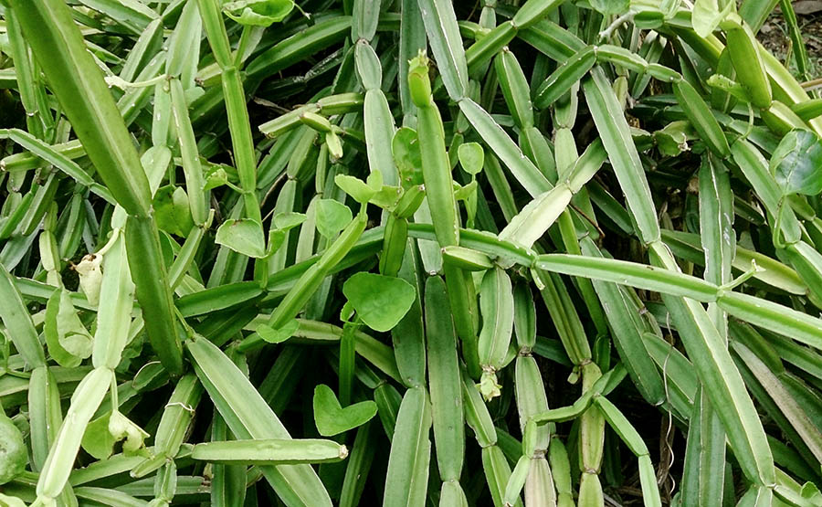 Cissus quadrangularis (treebine); habit. India, June 2014.