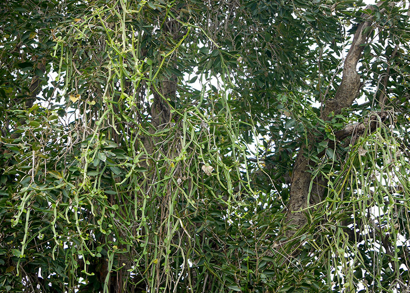 Cissus quadrangularis (treebine); habit. India, September 2013.
