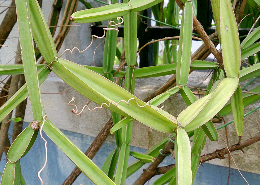 Cissus quadrangularis (treebine); habit. India, April 2014.