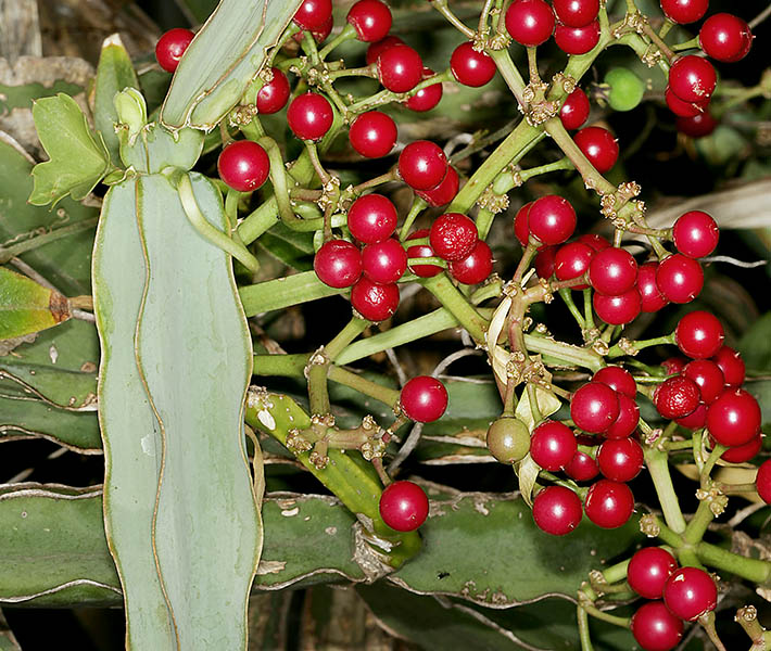 Cissus quadrangularis (treebine); ripe fruits. South Africa. March 2007.