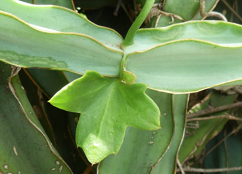 Cissus quadrangularis (treebine); stem and leaf. Manie van der Schijff Botanical Garden, University of Pretoria, South Africa. February 2015.