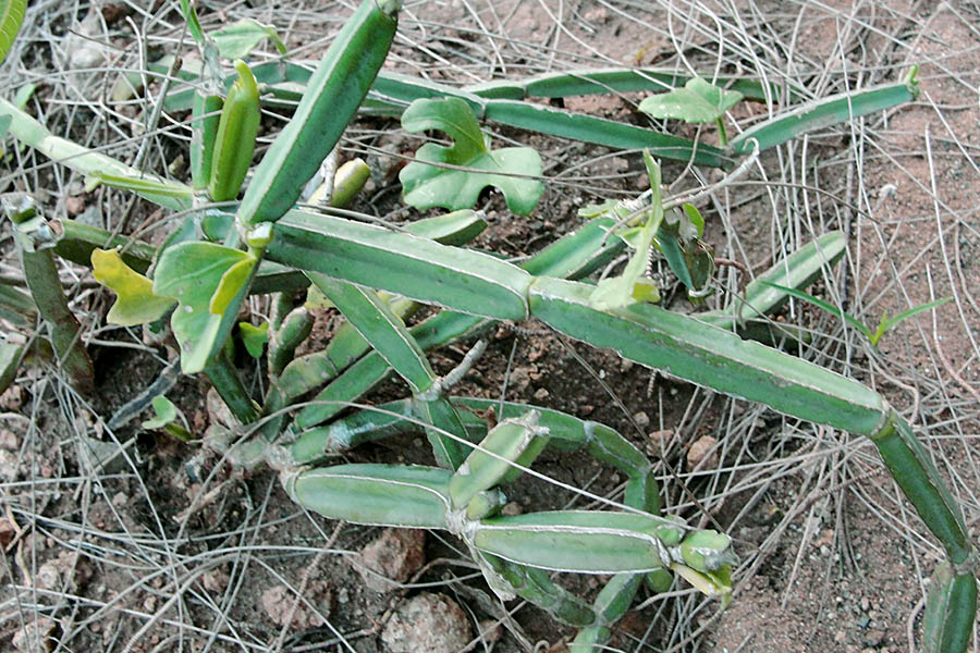 Cissus quadrangularis (treebine); habit, showing a small plant. Herbal Garden, in Forest Extension Center, Sithar Koyil, Salem, Tamil Nadu, India. January 2012.