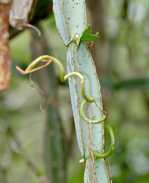 Cissus quadrangularis (treebine); habit. Biyamiti Camp, Kruger NP, South Africa. January 2014.