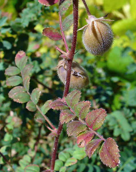 Cicer arietinum (chickpea); habit, showing ripening pods. Botanical Garden KIT, Karlsruhe, Germany. August 2009.