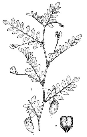C. arietinum: 1, branch with flowers and fruits; 2, seed.Reproduced by kind permission of the PROSEA Foundation, Bogor, Indonesia.