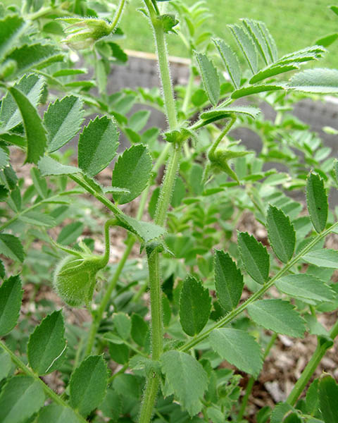 Cicer arietinum (chickpea); habit, showing glandular stems and leaves. Hawea Pl Olinda, Maui, Hawaii, USA. April 2012.