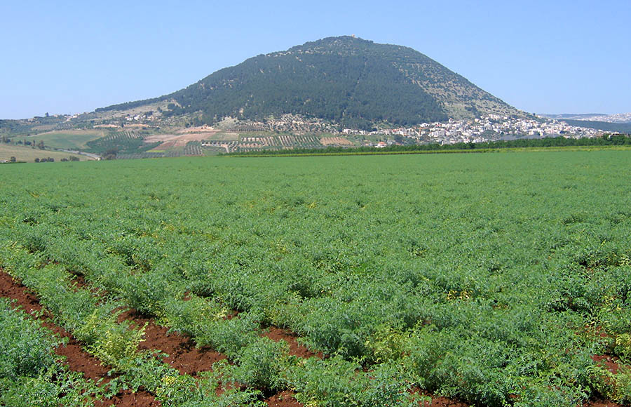 Cicer arietinum (chickpea); field crop, nr. Mount Tavor, Israel. April 2006.