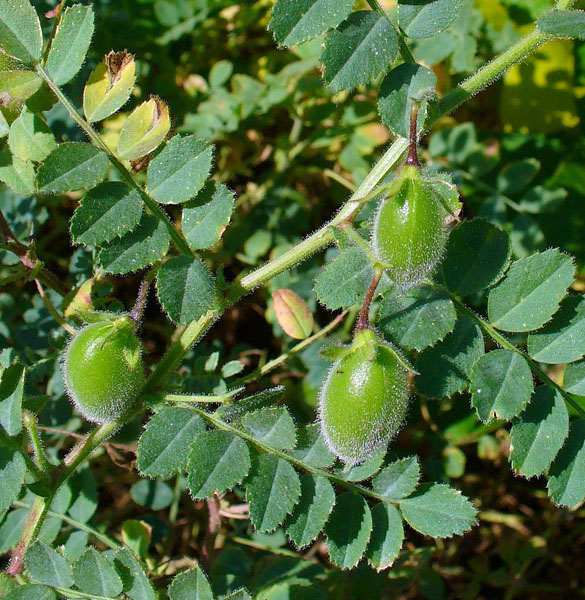 Cicer arietinum (chickpea); plant habit, showing green pods. Botanical Garden KIT, Karlsruhe, Germany. August 2009.
