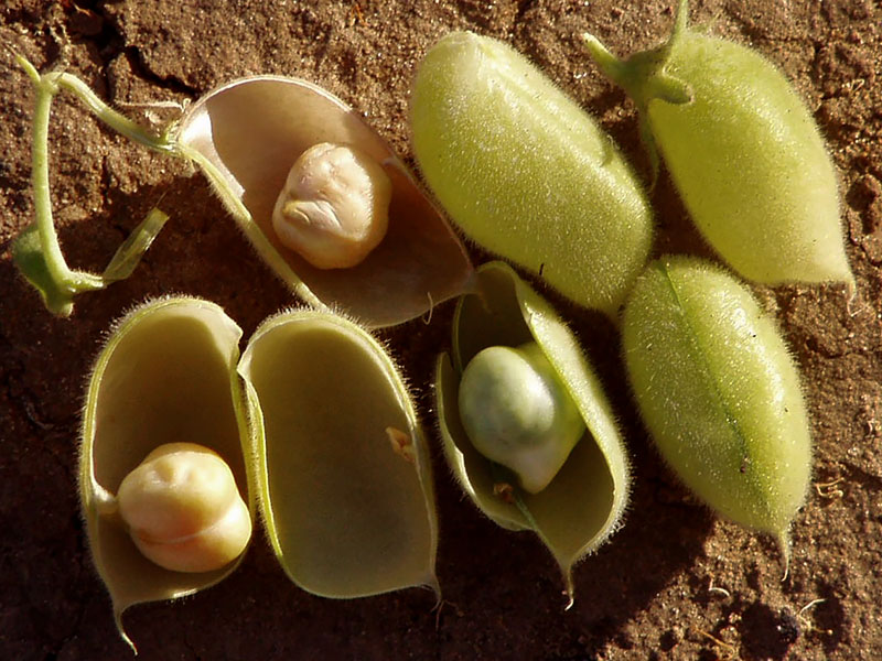 Cicer arietinum (chickpea); opened pods, revealing peas inside. Israel. May 2007.