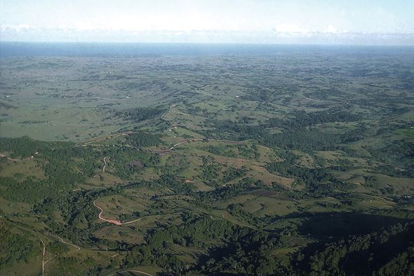Aerial view showing extensive invasion of camphor laurel in northeren New South Wales, Australia.