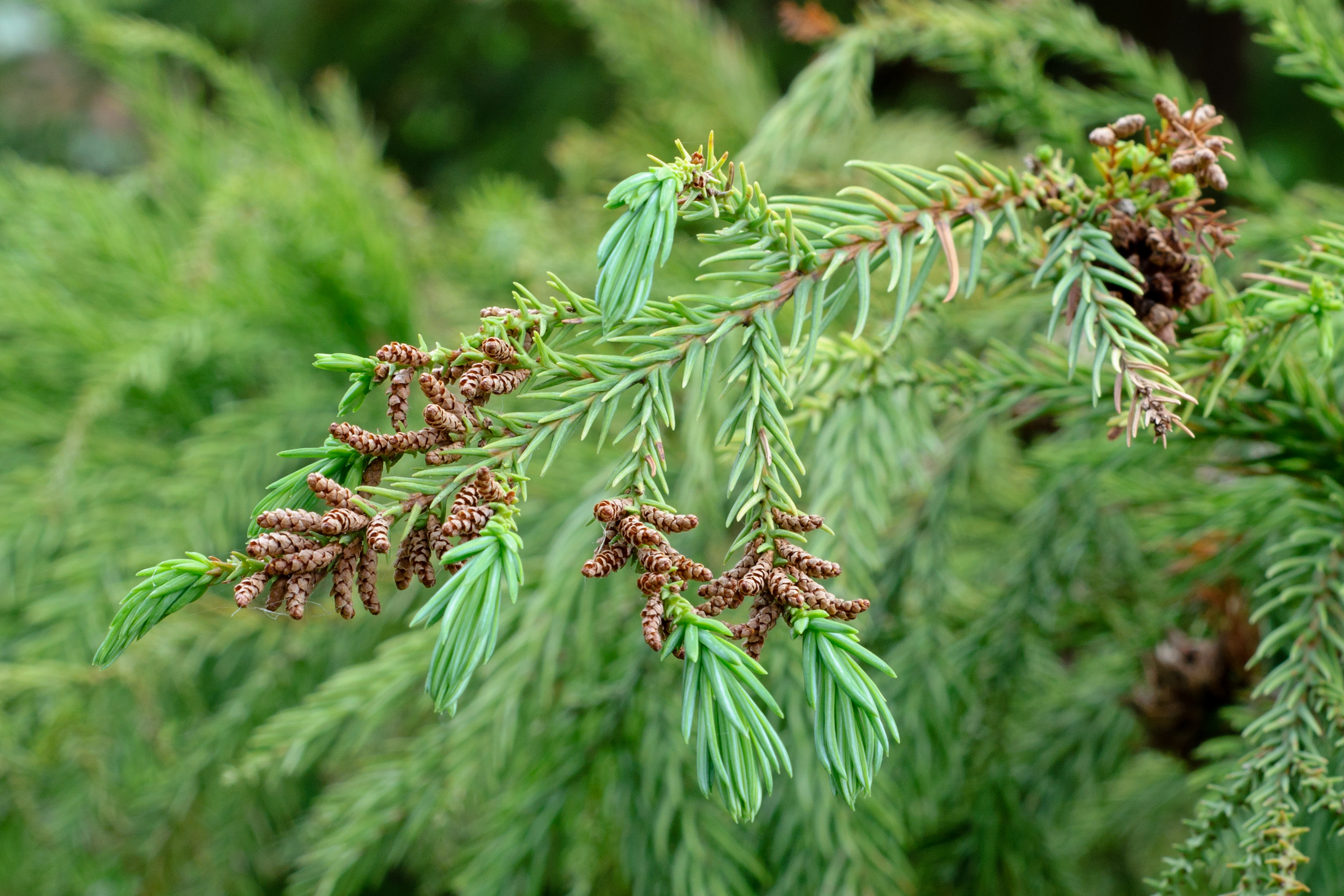 Cryptomeria japonica, Japanese cedar