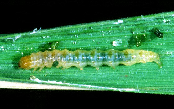 C. medinalis larva within rice shoot.