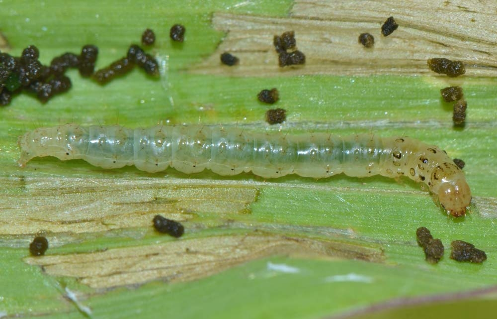 Larva