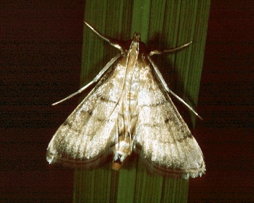 Adult moth golden-yellow or orange-brown with almost perpendicular, dark-coloured inner and outer bands traversing entire forewing. Middle band short and incomplete. From Shepard BM, Barrion AT, Litsinger JA, 1995. Rice-Feeding Insects of Tropical Asia. Manila, Philippines: IRRI.