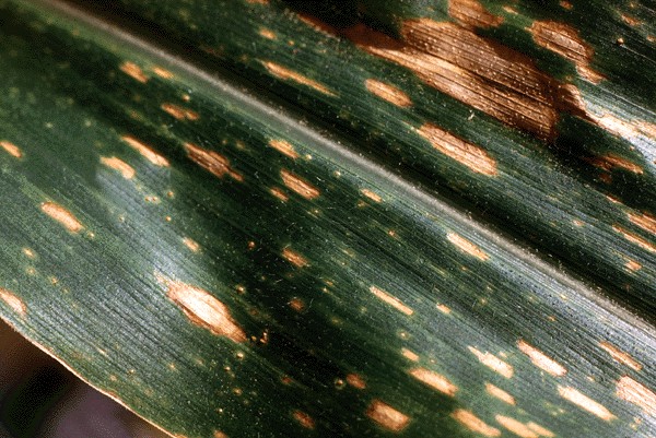 Leaf spots on maize leaf caused by C. heterostrophus.