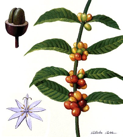 Coffea canephora – Wikipédia, a enciclopédia livre