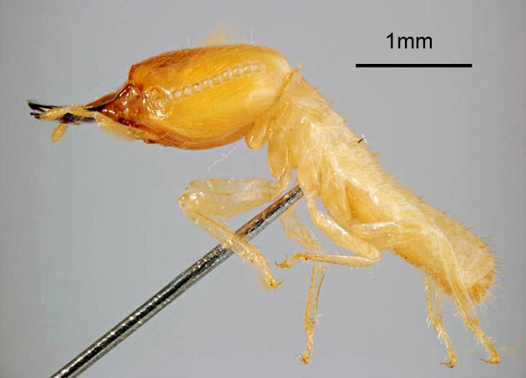 Coptotermes formosanus (Formosan subterranean termite); soldier, lateral view. Honolulu, Hawaii, USA. May, 1995.