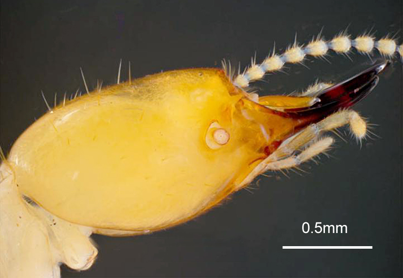 Coptotermes formosanus (Formosan subterranean termite); head of soldier, lateral view. Honolulu, Hawaii, USA. May, 1995.