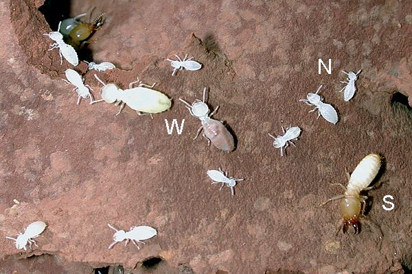 Coptotermes curvignathus (rubber termite); soldiers (S), workers (W) and nymphs (N).