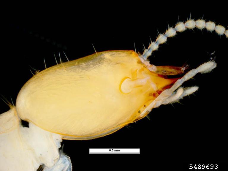 Coptotermes gestroi (Asian subterranean termite); Soldier head. January 2013.