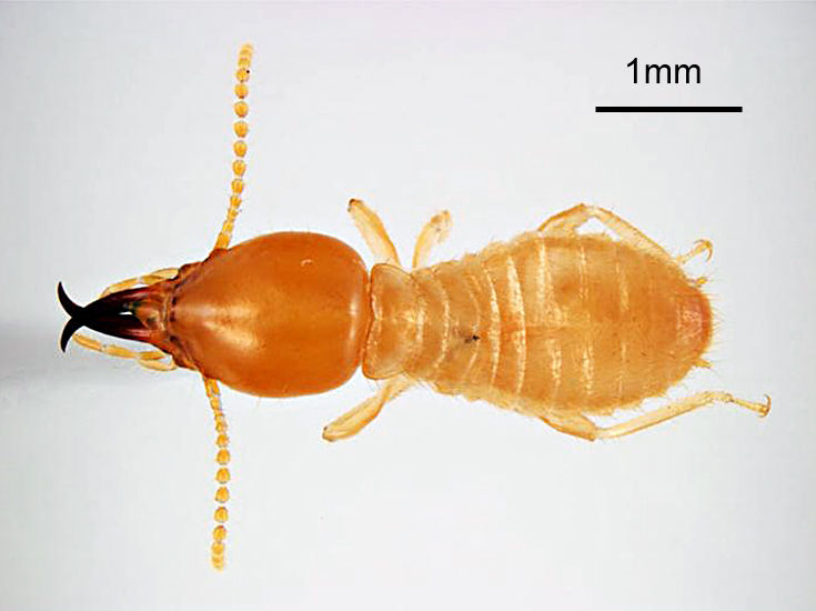 Coptotermes formosanus (Formosan subterranean termite); soldier, dorsal view. Honolulu, Hawaii, USA. May, 1995.