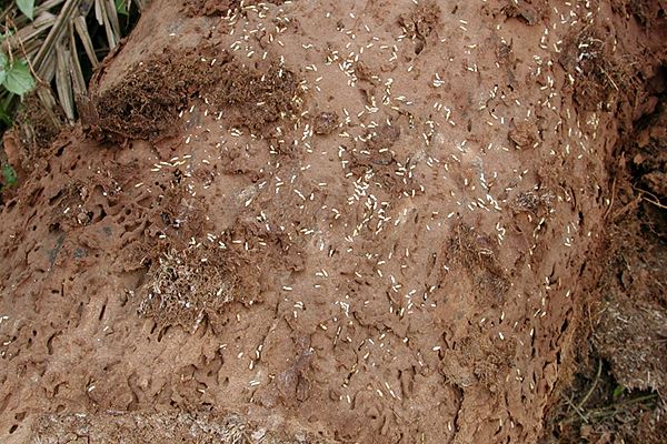 Coptotermes curvignathus (rubber termite); habit - attack on the trunk of a large tree (felled). The soil covering the trunk has been removed showing the termites and holes penetrating into the living tissue of the tree.