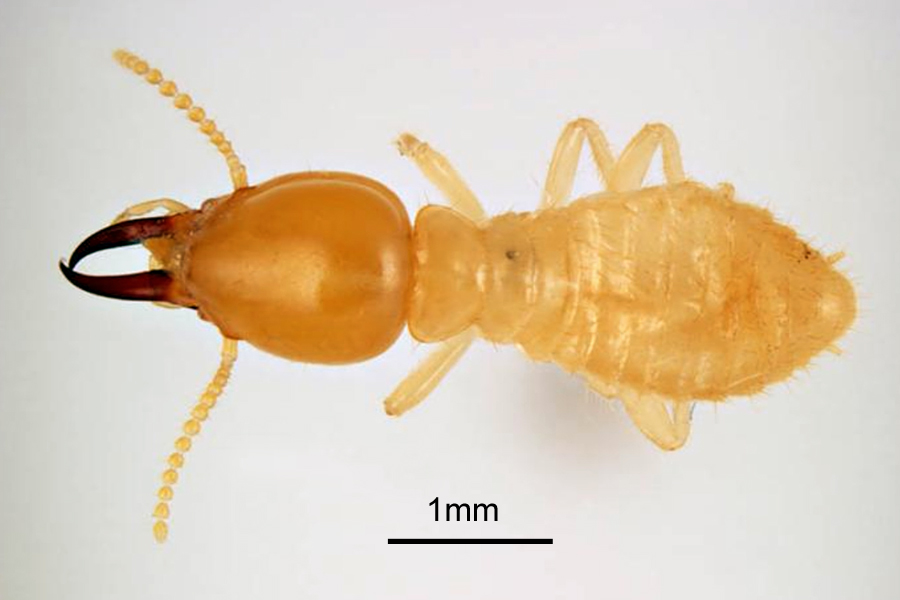 Coptotermes gestroi (Asian subterranean termite); soldier, dorsal view. Note scale.