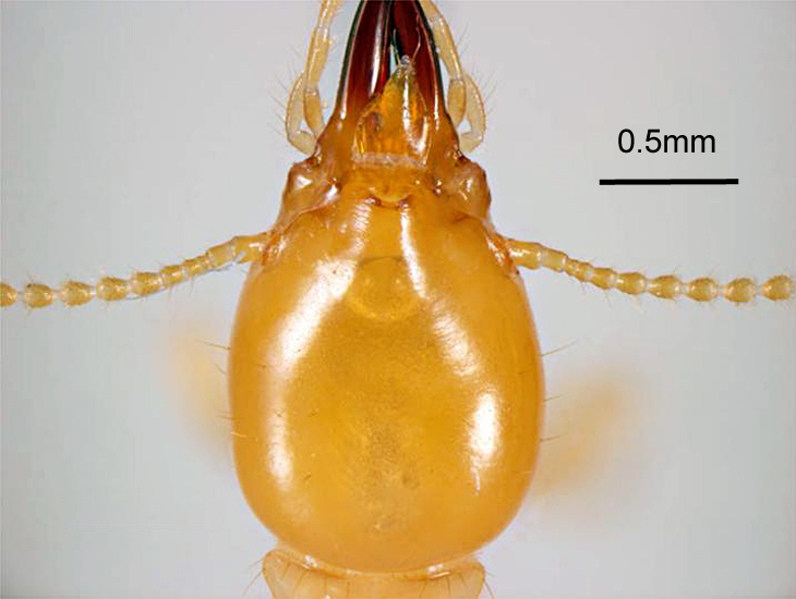Coptotermes formosanus (Formosan subterranean termite); head of soldier, dorsal view. Honolulu, Hawaii, USA. May, 1995.