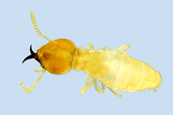 Coptotermes formosanus (Formosan subterranean termite); adult.